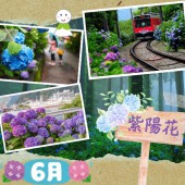 Những điều có thể bạn chưa biết về hoa cẩm tú cầu